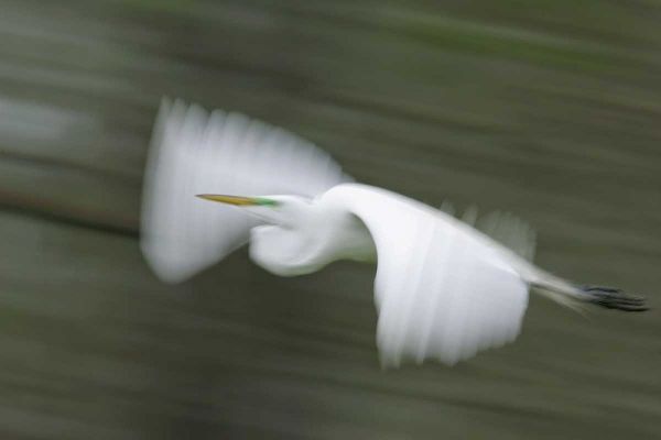 Louisiana Abstract of great egret in flight